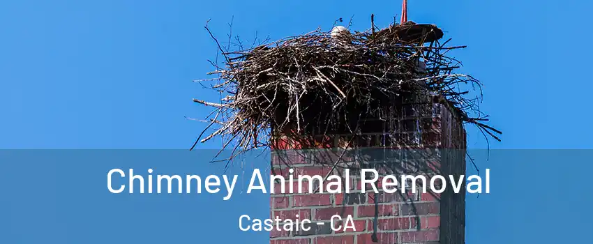  Chimney Animal Removal Castaic - CA