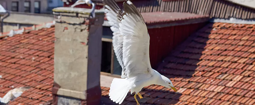 Residential Chimney Animal Removal Solution in Castaic, CA